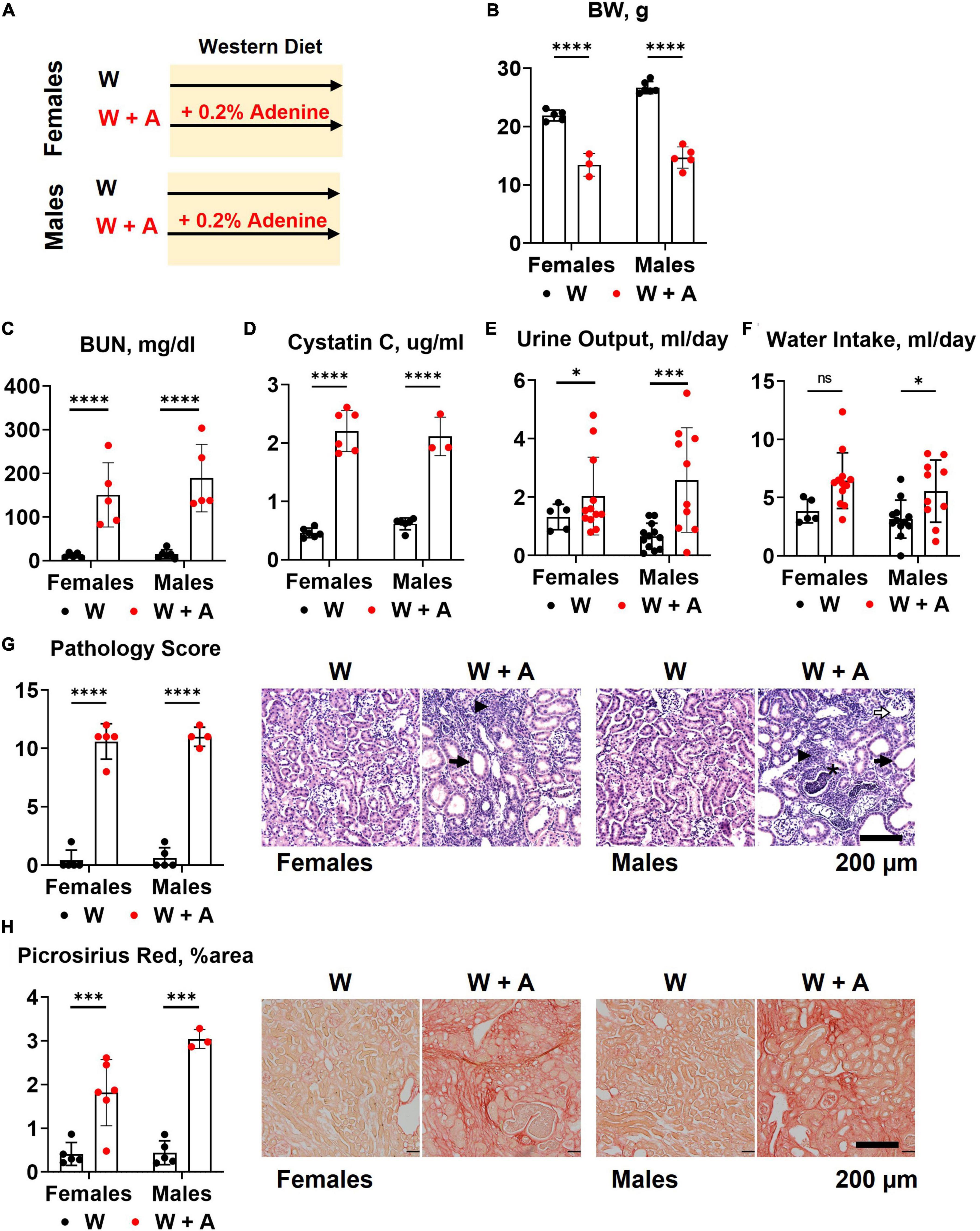 Paradoxical reduction of plasma lipids and atherosclerosis in mice with adenine-induced chronic kidney disease and hypercholesterolemia
